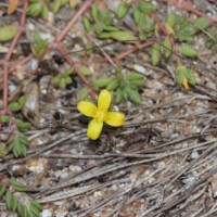 <i>Portulaca quadrifida</i>  L.